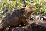 2025 Calendar – Ecuador and the Galápagos by Ben Howitt