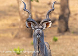 2026 Wildlife Calendar