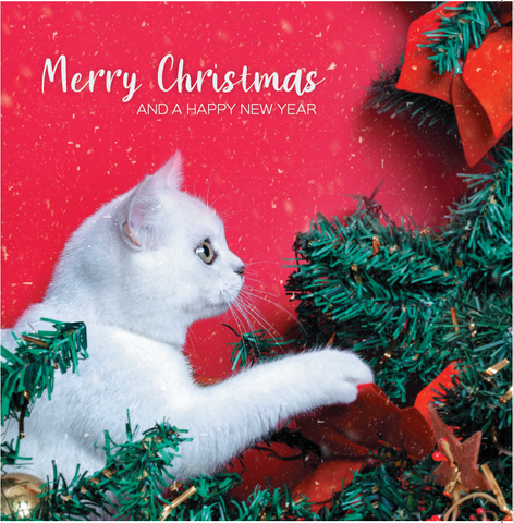 Cat Christmas cards (pack of 10)